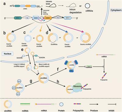 Diverse Roles and Therapeutic Potentials of Circular RNAs in Urological Cancers